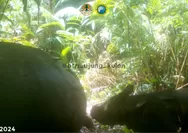 ID.093.2024, Baby Javan Rhinoceros Captured by Camera Trap in Ujung Kulon National Park