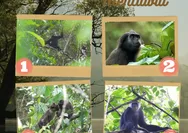 Getting to Know 4 Endemic Primates of the Mentawai Islands in Siberut National Park