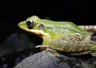 Odorrana hosii, Poisonous Kongkang Frog as a Natural Indicator of River Cleanliness