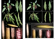 Kolaborasi ITB–BRIN Ungkap 12 Spesies Tumbuhan Baru Sepanjang 2025, Ini Daftar Temuannya!