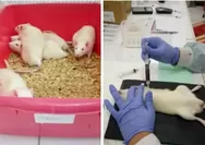 BRIN Teliti Kayu Raru sebagai Kandidat Herbal Antidiabetes Berbasis Kearifan Lokal