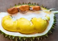 Begini Loh Cara Mengolah Biji Durian untuk Dikonsumsi, Lezat dan Bergizi