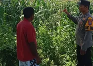 Polsek Kudu Dampingi Petani Jagung, Dukung Program Ketahanan Pangan Nasional