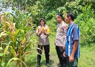 Dukung Program Ketahanan Pangan di Jombang, Kapolsek Tembelang Tinjau Lahan Jagung