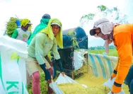 Cetak Rekor, Produksi Beras 2026 Indonesia Naik Saat Produksi Dunia Turun