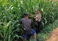 Perkuat Ketahanan Pangan, Polsek Tembelang Jombang Dampingi Panen Jagung Petani