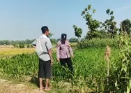 Dukung Asta Cita Prabowo, Polsek Perak Turun ke Ladang Dampingi Petani Jagung