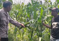 Dukung Ketahanan Pangan, Polsek Mojowarno Jombang Tinjau Tanaman Jagung di Desa Wringinpitu