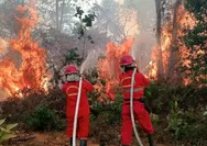 6 Provinsi di Kalimantan dan Sumatera Jadi Prioritas Penanganan Karhutla, Operasi Darat Jadi Ujung Tombak