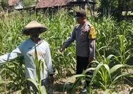 Dukung Ketahanan Pangan, Polsek Plandaan Cek Tanaman Jagung di Lahan Warga Desa Purisemanding