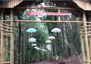 Bukit Salju Ngetos Nganjuk: Wisata Hutan Pinus dengan Spot Foto dan Jejak Sejarah Kolonial   