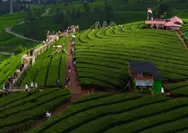 Banyak Tempat Indah dan Asri, Inilah Deretan Wisata di Pangalengan Bandung