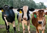 Jelang Idul Adha 2025, Ini Syarat Sah Sapi Kurban dari Kondisi Fisik hingga Usianya