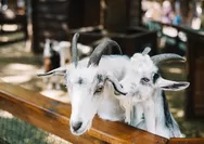 Cermati Syarat Kambing yang Sah untuk Dijadikan Hewan Kurban Idul Adha 2025, Ini 4 Kondisi Fisik yang Harus Dihindari