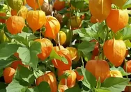 Ciplukan, Buah Asli Indonesia yang Jadi Buruan Dunia untuk Obat Alami Lawan Radang Usus hingga Kanker