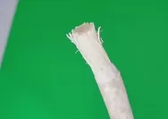 Kembali ke Cara Alami untuk Jaga Kesehatan Gigi dan Mulut, Ini Manfaat Menyikat Gigi dengan Siwak