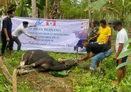 Bupati Andi Muchtar Ali Yusuf Apresiasi KM Bulukumba, Salurkan 13 Sapi Kurban dari Rantau ke Pelosok Desa