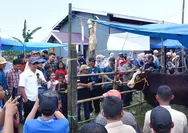 Kontes Sapi Hasil IB di Bulukumba, Brutus Juara Pedet dengan PBBH 1,335 Kg per Hari