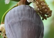 3 Khasiat Jantung Pisang Untuk Kesehatan, ini Cara Konsumsinya