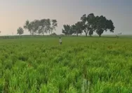 370 Aset Tanah Daerah di Kabupaten Cirebon Dikelola Dinas Pertanian, Tersebar di 13 Kecamatan Ini