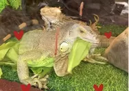 Rekomendasi Tempat Liburan Baru di Cirebon, Jelajah Dunia Satwa di dalam Mall