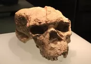 Tengkorak Tiongkok Berusia 1 Juta Tahun Guncang Teori Evolusi Manusia