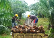 Harga TBS Sawit Pekan Ini Naik, Tertinggi Capai Rp3.846 per Kilogram