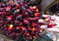 Harga TBS Sawit Plasma Riau Turun Jadi Rp3.884/Kg Periode 19–25 Agustus 2026