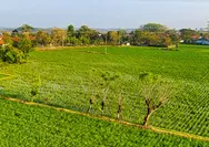 Lahan di Kubu Raya Makin Melejit, Mending Nabung Beli Tanah Kavling atau Saham Properti?