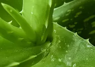 Inovasi Aloe Vera Premium, Mengubah Ikon Lidah Buaya Lokal Jadi Produk Skincare atau Oleh-oleh Estetik