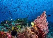 Terumbu Karang Indonesia Masih Bertahan dari Pemanasan Laut, Tetapi Alarm Bahaya Sudah Berbunyi