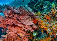 Riset 20 Tahun Ungkap Ketangguhan Terumbu Karang Indonesia, Namun Ancaman Pemanasan Laut Kian Nyata