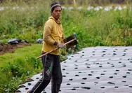 Saat Gambut Mengering, Ketahanan Pangan Nasional Diuji dari Kalimantan Barat