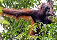 Dari Kanopi ke Sungai, Membaca Dampak Perubahan Iklim di Jantung Borneo