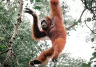 Di Jantung Biosfer Kalbar, Ketika Habitat Orangutan Beririsan dengan Ekspansi Sawit