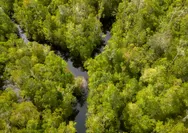 Menakar Jalan Panjang Menuju Net Zero Emission 2060, Begini Peran GIZ dalam Transformasi Hijau Indonesia