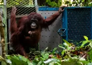 Lima Individu Orangutan Hasil Rehabilitasi Dilepasliarkan ke Taman Nasional Betung Kerihun Kapuas Hulu