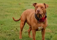 Anak Perempuan 9 Tahun Diserang Pitbull di Bandung, Alami Luka Gigitan di Kepala