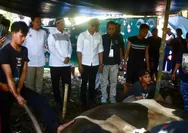 Jenal Mutaqin Serahkan Sapi Bantuan Presiden untuk Warga Kayumanis