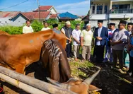 Dedie Rachim Rayakan Iduladha Bersama Warga dengan Penyaluran Hewan Kurban