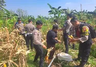 Dukung Ketahanan Pangan Nasional, Sat Lantas Polres Bogor Panen Jagung Bersama Warga dan Petani