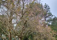 Pesona Sakura Bermekaran, Kebun Raya Cibodas Tawarkan Panorama Alam yang Menawan