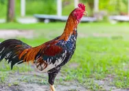 Rahasia beternak ayam bangkok yang benar dan raih cuan besar, simak panduan lengkap dan tips suksesnya di sini