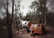 Soal pembalakan liar, Prabowo: Saya mau tertibkan semua itu