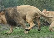 Unik dan Menarik: Singa Betina Kuat Bercinta 40 Kali Sehari, Bila Sang Jantan Tidak Layani, Tak Segan Lakukan KDRT