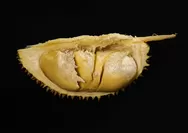 5 Tempat Makan Durian di Bogor yang Wajib Dikunjungi, Nikmati Sensasi Durian Terbaik Harga Terjangkau!