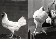 Hewan Fenomenal: Kisah Ayam Tanpa Kepala Hidup 1 Tahun Lebih yang Menghebohkan Dunia