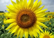 Tahukah Kamu Asal Usul Bunga Matahari Yang Bijinya Sering Kita Sebut Kuaci