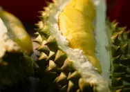 Mengenal Berbagai Nama Buah Durian Yang Ada di Indonesia Yang Memiliki Kelezatan Tiada Tara