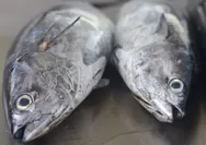 Agar Terhindar Dari Ikan Yang Tidak Aman, Berikut 5 Cara Memilih Ikan yang Aman untuk Dikonsumsi
